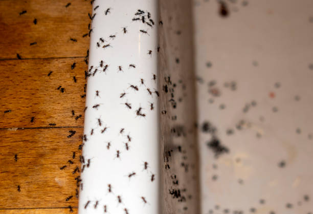 Best Pest Control Near Me  in Passaic, NJ
