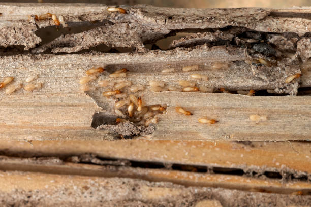 Best Residential Pest Control  in Passaic, NJ